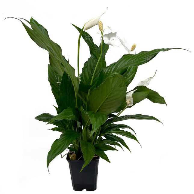 Spathiphyllum Wallisii - Extra Extra Groot