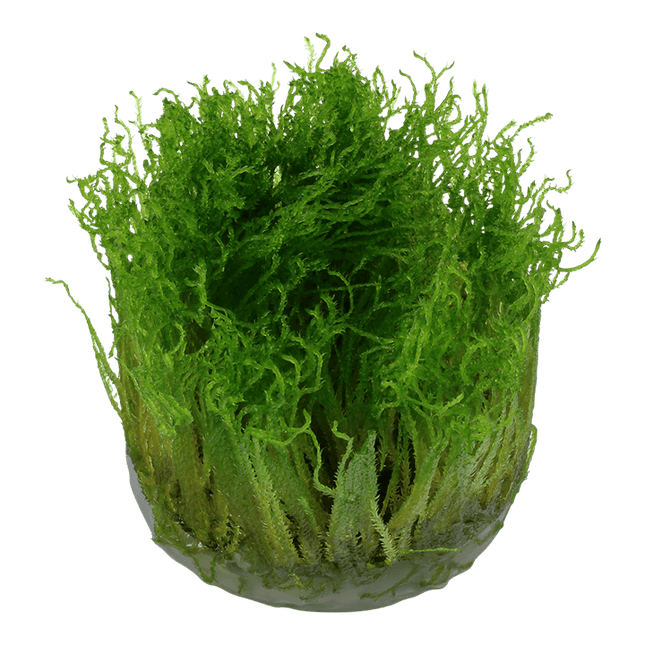 AnimalstoreXL Waterplant Taxiphyllum sp. Spiky Moss
