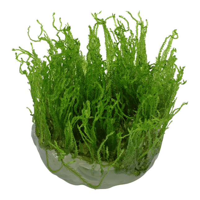 AnimalstoreXL Waterplant Taxiphyllum Alternans Taiwan Moss