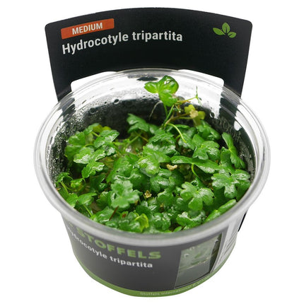 Hydrocotyle Tripartita in vitro