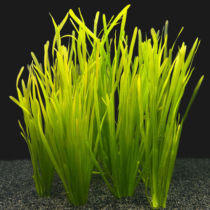 Wasserpflanze Vallisneria Spiralis Bündel Bundle 8+2 KOSTENLOS