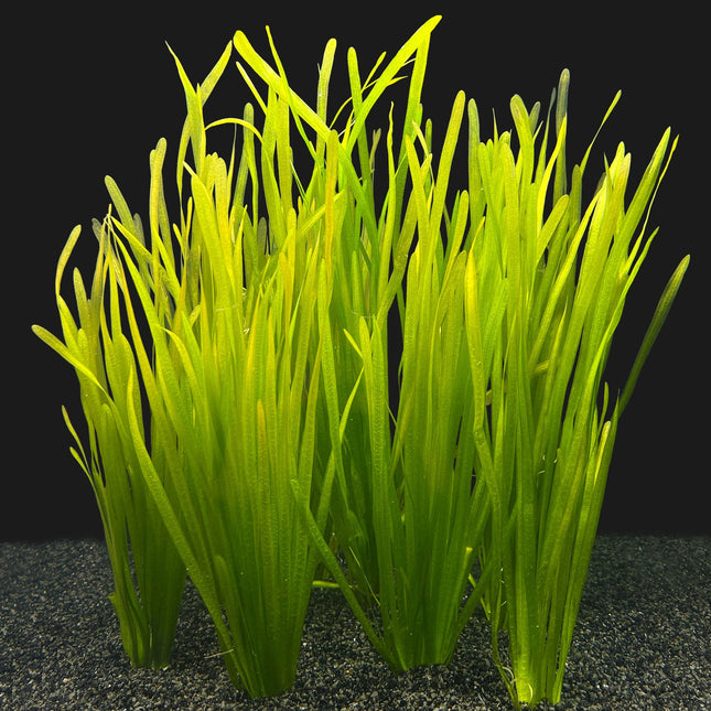 Wasserpflanze Vallisneria Spiralis Bündel Bundle 8+2 KOSTENLOS