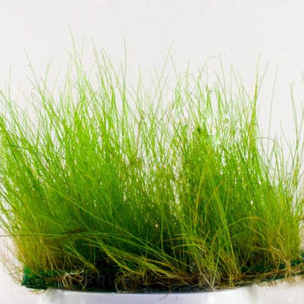 Eleocharis acicularis auf Matte