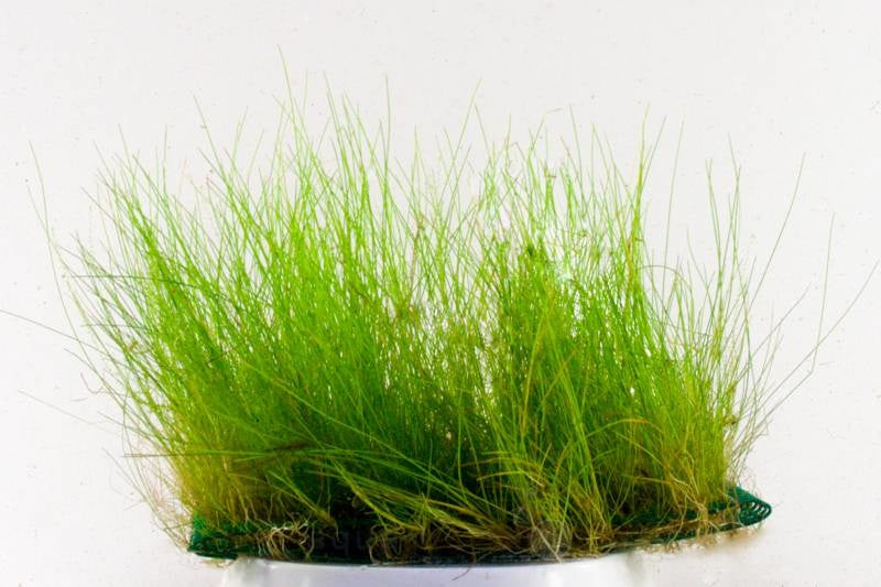 Eleocharis acicularis auf Matte